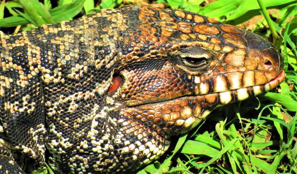 istock Argentine black and white Tegu -  Salvator merianae. 1304954859