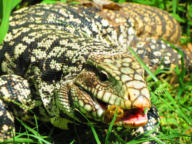 istock Argentine black and white Tegu -  Salvator merianae. 1304954870