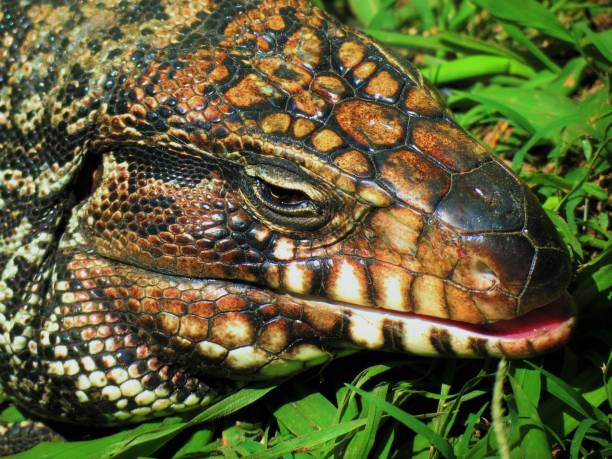 istock Argentine black and white Tegu -  Salvator merianae. 1304954877