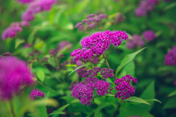 istock spirea \ spiraea in summer 1304954914