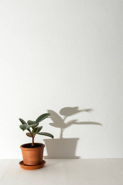 istock Ficus flower with shadow on a white wall background 1304957234