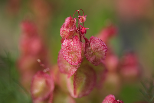 Flora of Gran Canaria - Rumex vesicarius, also known as Ruby dock, natural macro floral background