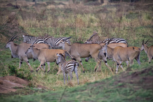 manada de eland y cebra - eland fotografías e imágenes de stock