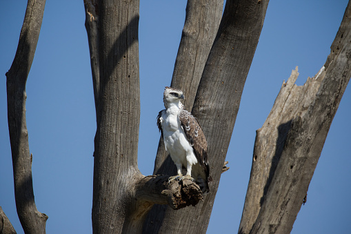 A young martial eagle perched on the branches of a dead tree in the Central Serengeti, Tanzania.