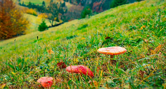 Beautiful wild mushrooms on a green meadow in a dense multicolored forest in the Carpathian mountains in autumn