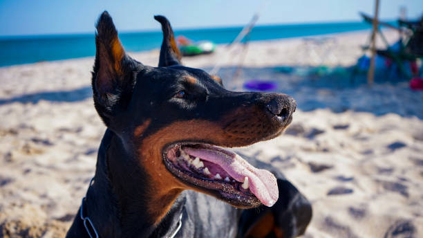 istock Doberman pincher at the beach close up 1304958794