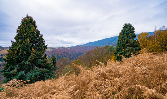 A small field with wild dried grass against the background of hills with colorful spruce forests in the Carpathian mountains