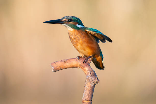 istock Common Kingfisher, Alcedo atthis, sitting on a branch with open wings 1304959011