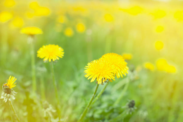 istock Summer green background. Spring flowers nature background. 1304959022