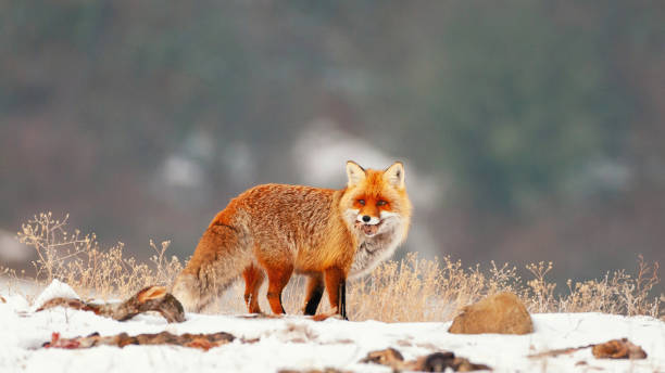 istock Red fox, vulpes vulpes, Fox in winter fur 1304959026