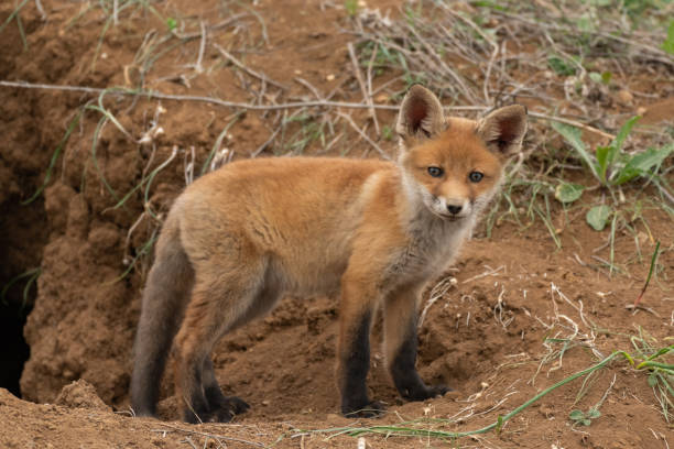 istock Little Fox near his hole. Vulpes vulpes 1304959031