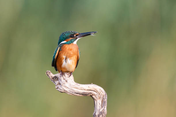istock Common Kingfisher Alcedo atthis sitting on a stick with a feather in its beak 1304959047