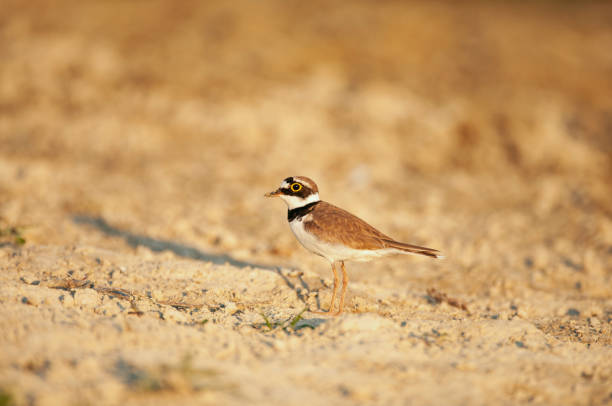 istock Little plover in the beautiful light. Charadrius dubius 1304959079
