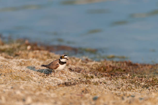 istock Small plover feeds on the lake shore. Charadrius dubius 1304959092