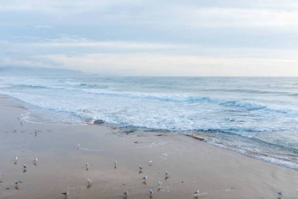 Beach at Wollongong, NSW, Australia in morning light with seagulls