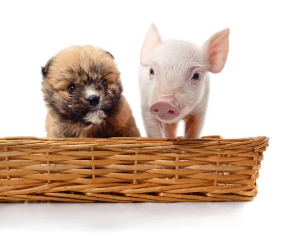 Little piglet and puppy in a basket isolated on a white background.