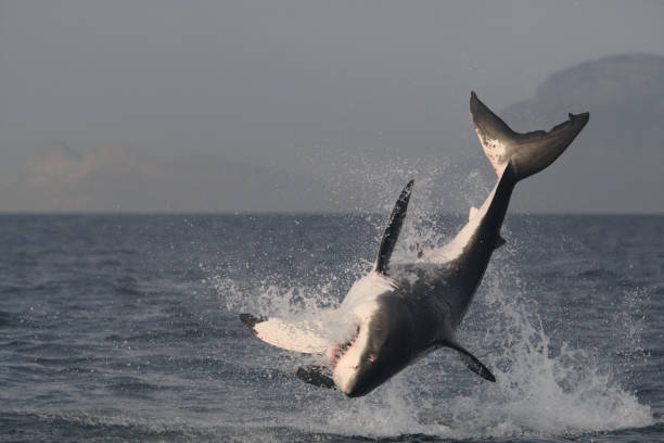 istock great white shark, Carcharodon carcharias, breaching on seal shaped decoy, False Bay, South Africa 1304960480