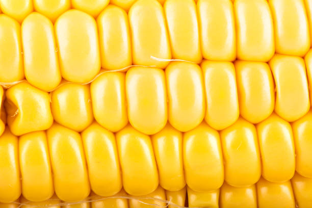 istock Close-up shot of a peeled ripe corncob. 1304961943