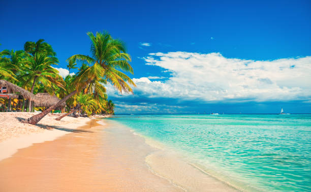istock Palm trees on the tropical beach, Dominican Republic 1304962016