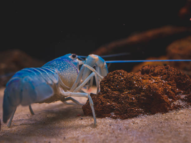 istock cichlid fish and blue lobster playing in community aquarium 1304962265
