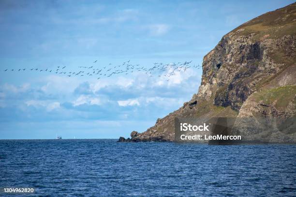 Rocky Shore Photographed In Scotland In Europe Stock Photo - Download Image Now - Animal Wildlife, Animals In The Wild, Beach