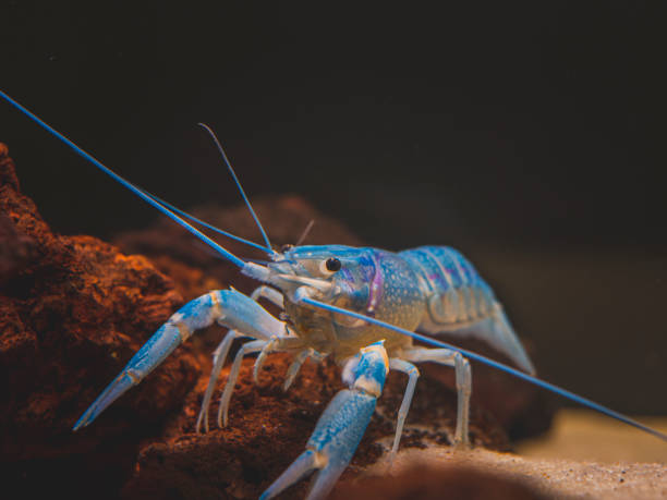 istock cichlid fish and blue lobster playing in community aquarium 1304962854