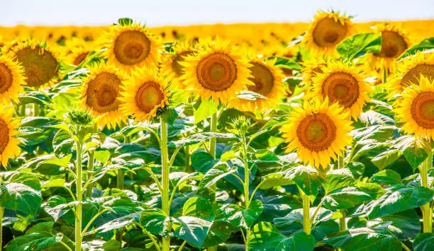 Photo of Sunflowers growing in North Dakota
