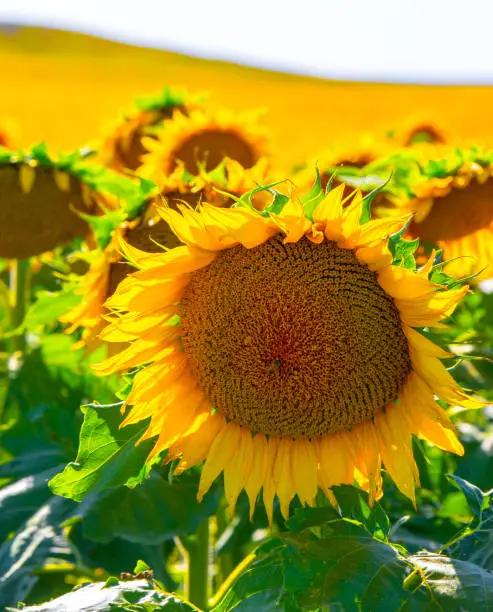 Photo of Sunflowers growing in North Dakota