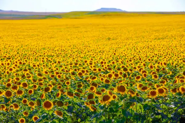 Photo of Fields of sunflowers growing in North Dakota