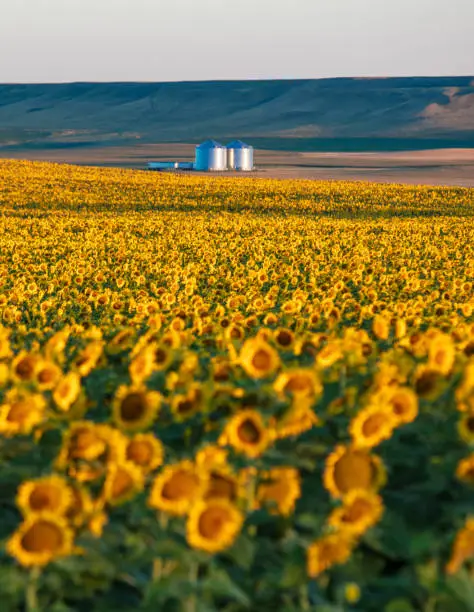 Photo of Fields of sunflowers growing in North Dakota