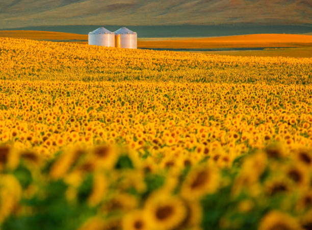 Fields of sunflowers growing in North Dakota in Dickinson, ND, United States