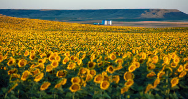 Fields of sunflowers growing in North Dakota in Dickinson, ND, United States
