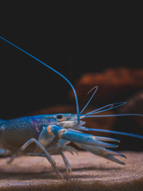 istock cichlid fish and blue lobster playing in community aquarium 1304963015