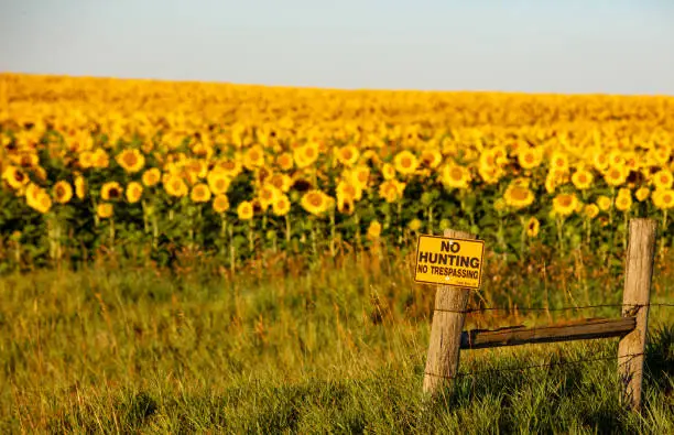 Photo of Fields of sunflowers growing in North Dakota