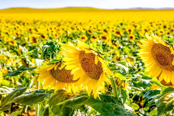 Photo of Fields of sunflowers growing in North Dakota