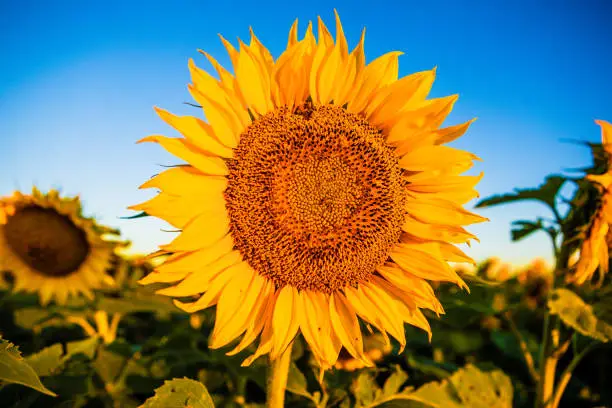 Photo of Fields of sunflowers growing in North Dakota