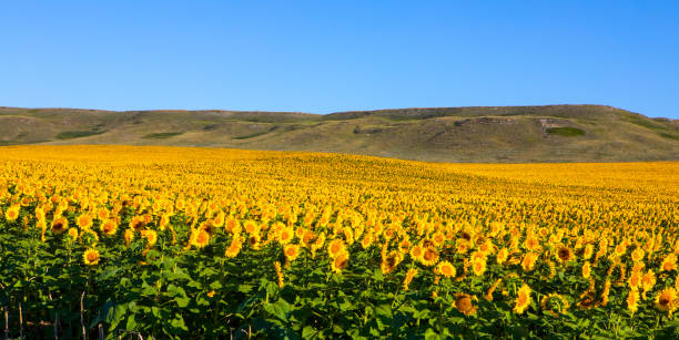 Fields of sunflowers growing in North Dakota Fields of sunflowers growing in North Dakota in Dickinson, ND, United States north dakota stock pictures, royalty-free photos & images