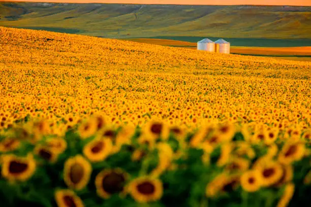 Photo of Fields of sunflowers growing in North Dakota