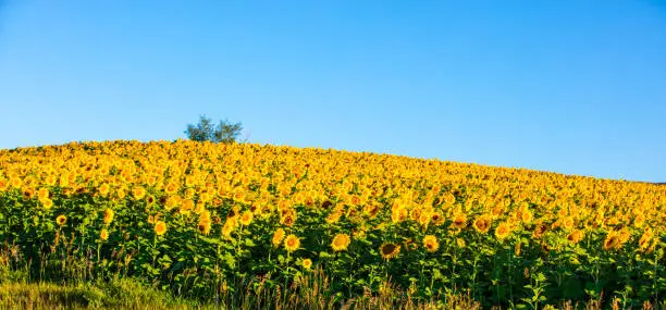 Photo of Fields of sunflowers growing in North Dakota