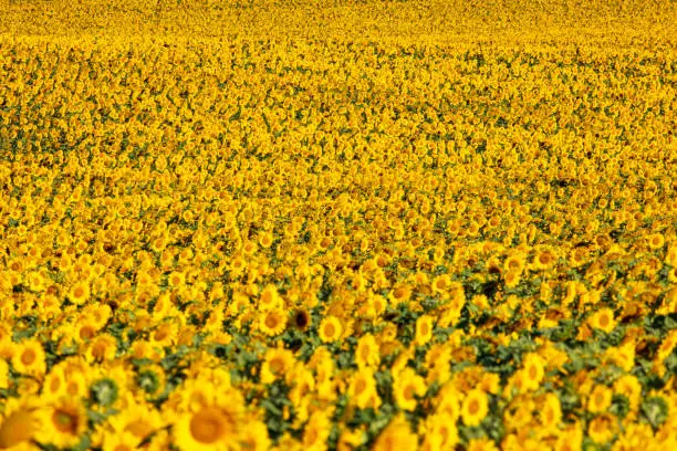 Photo of Fields of sunflowers growing in North Dakota