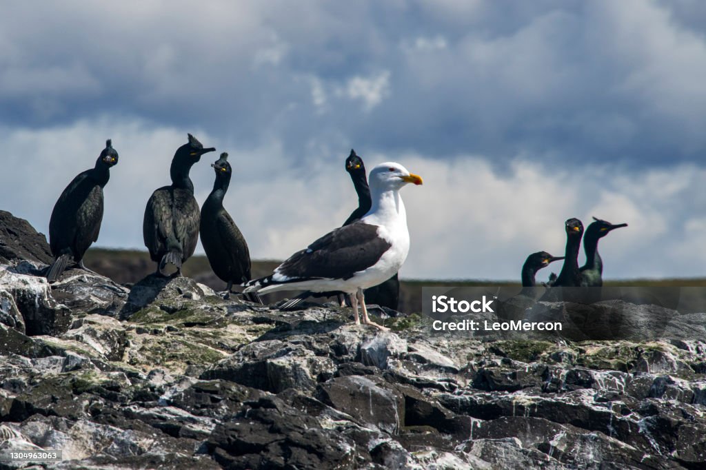 Great black backed gull and Crest marine crow  photographed in Scotland, in Europe. Great black backed gull and Crest marine crow  photographed in Scotland, in Europe. Picture made in 2019. Animal Stock Photo