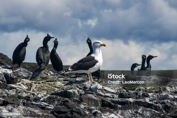 Great Black Backed Gull And Crest Marine Crow Photographed In Scotland In Europe Stock Photo - Download Image Now