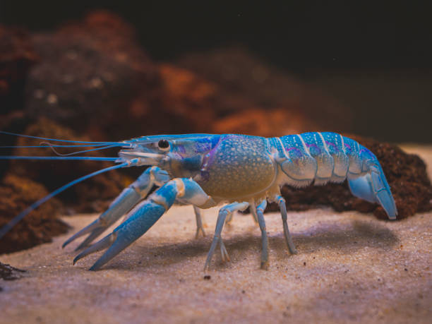 cichlid fish and blue lobster playing in community aquarium
