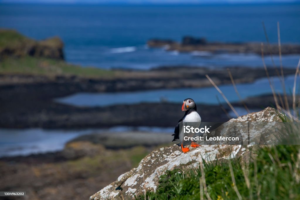 Atlantic puffin photographed in Scotland, in Europe. Atlantic puffin photographed in Scotland, in Europe. Picture made in 2019. Animal Stock Photo
