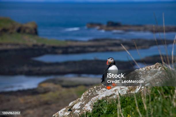 Atlantic Puffin Photographed In Scotland In Europe Stock Photo - Download Image Now