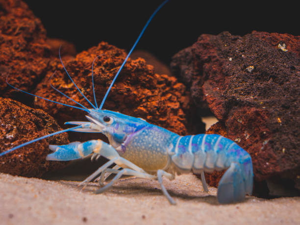 istock cichlid fish and blue lobster playing in community aquarium 1304963292