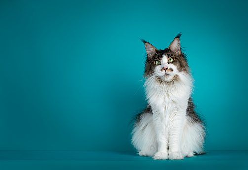 Handsome young Maine Coon cat, sitting up. Looking dreamy beside camera. Isolated on turquoise blue solid background.