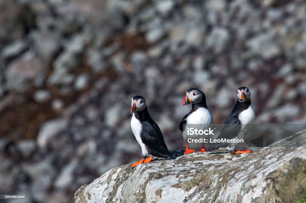 Atlantic puffin photographed in Scotland, in Europe. Atlantic puffin photographed in Scotland, in Europe. Picture made in 2019. Animal Stock Photo