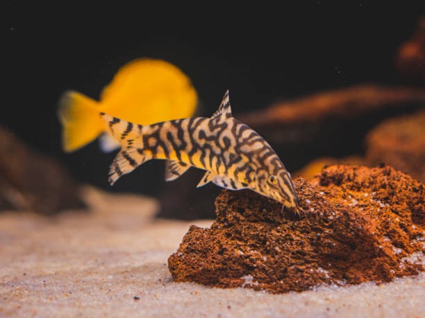 istock cichlid fish and blue lobster playing in community aquarium 1304963488