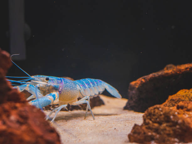 istock cichlid fish and blue lobster playing in community aquarium 1304963491